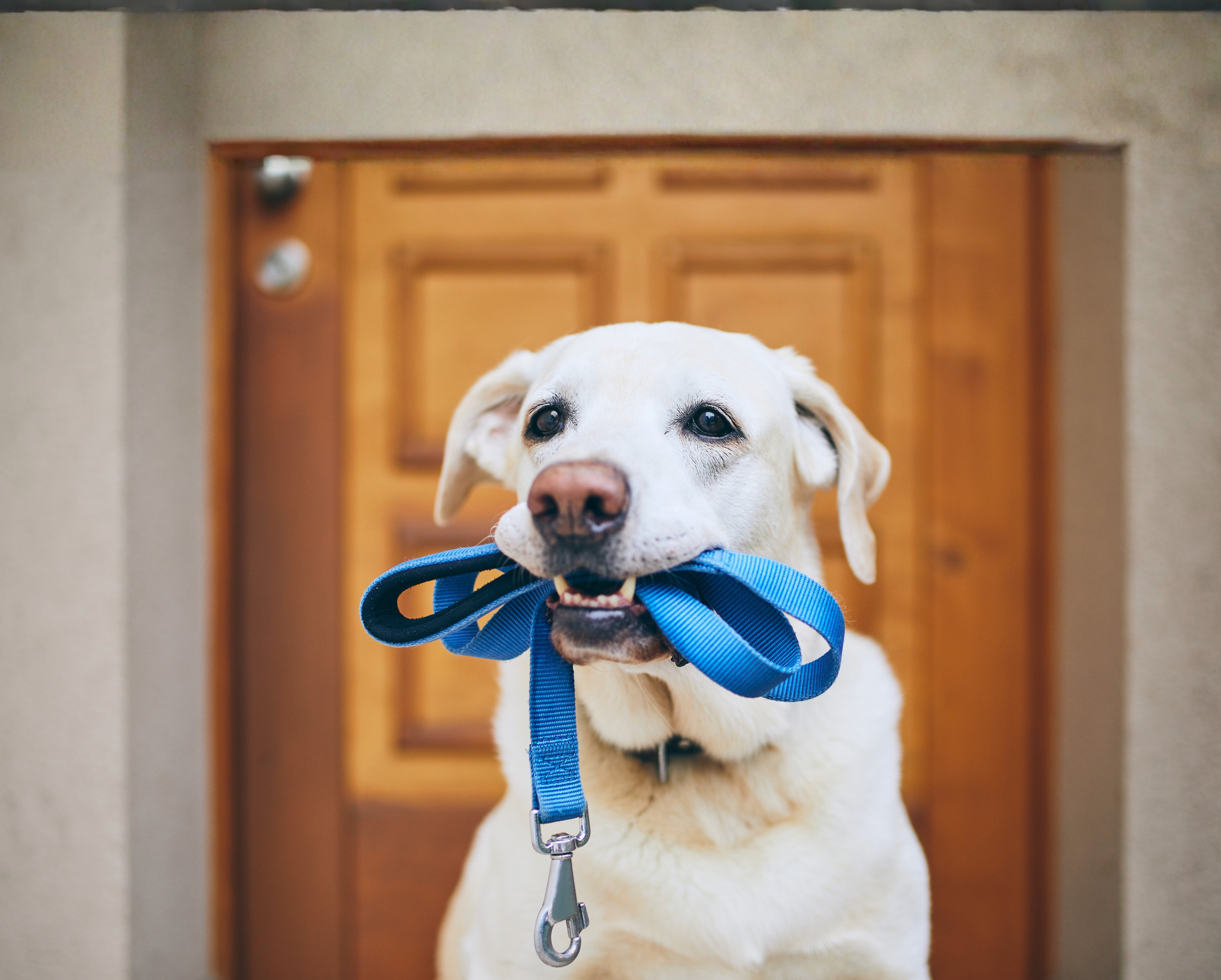 A shelter dog waiting, leash in mouth